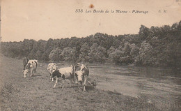 ***  51  *** 77  ***  Les Bords De La Marne Pâturages - élevage Vaches TTB - Allevamenti