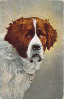 CHIENS - Type St Bernard - Illustration - Carte Postale Ancienne - Dogs