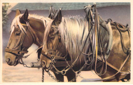 CHEVAUX - Attelage Chevaux - Carte Postale Ancienne - Pferde