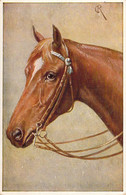 CHEVAUX - Cheval Robe Alezan - Carte Postale Ancienne - Caballos