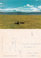 Tanzania. Lions In Ngorogoro Crater - Viaggiata 1973 - Tanzanie