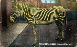 (1 P 31) VERY OLD - The Zebra - Zoological Gardens ??? - Zebra's