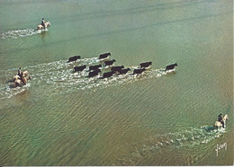 CPM En Camargue Gardians Et Manade De Taureaux Traversant Un étang Photo Aérienne Alain Perceval - Taureaux