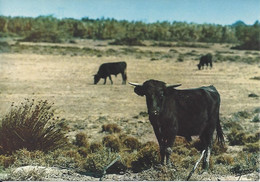 CPM  La Camargue Pays De Chasse Et D’élevage  Les Taureaux - Taureaux