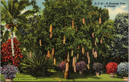 Florida Miami Riviera Gardens Sausage Tree Bearing Fruit Curteich - Miami