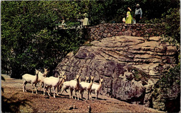 Tennessee Chattanooga Lookout Mountain Rock City Gardens Deer Park - Chattanooga