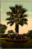 Louisiana New Orleans A Tall Palm With Chrstanthemum Base - New Orleans