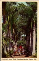 Florida Naples Caribbean Gardens Royal Palm Lined Walk 1956 - Naples