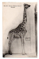 (13) 263, Marseille, Musée, Muséum D'Histoire Naturelle, Giraffe - Museen