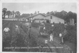 33-BLANQUEFORT- LES VENDANGES AU DOMAINE CIMBATZ-MALAGÊME - Blanquefort