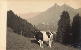 Au Mont-Currat Sur Gruyères Vache Fribourgeoise Dent De Broc Photo Glasson Bulle - Broc