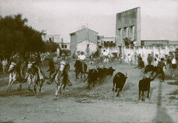 Saintes Maries De La Mer * Carte Photo Photographe George * BANDIDO * Camargue Guardians Manade Taureaux - Saintes Maries De La Mer