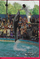 GARDALAND - FLORIDA DELPHIN SHOW - VIAGGIATA DA CAVALCASELLE 1987 - Dauphins