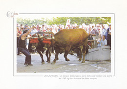 URRUGNE - Un éleveur Encourage Sa Paire De Boeufs... - Cart'actu 2002 N° 81- Photo Daniel Velez - Très Bon état - Urrugne