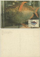 PORTUCAL -ESPECIES MARINHAS DA MADEIRA - Postal Logo & Postmarks