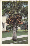 ETATS-UNIS - Florida - Miami - Cocoanut Palm - Carte Postale Ancienne - Miami