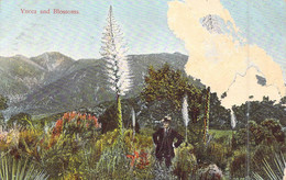 ETATS-UNIS - Yucca And Blossoms - Flowers - Carte Postale Ancienne - Otros & Sin Clasificación