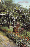 ETATS-UNIS - California - Barbara Mission - Datura Tree Or Angels Trumpet - In The Gardens.. - Carte Postale Ancienne - Sonstige & Ohne Zuordnung