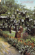 ETATS-UNIS - California - Barbara Mission - Datura Tree Or Angels Trumpet - In The Gardens.. - Carte Postale Ancienne - Andere & Zonder Classificatie