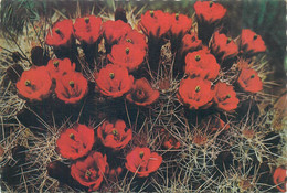 Strawberry Hedgehog Cactus David Sumner Colour Photo Detail Aspect - Cactussen