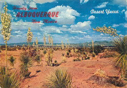 USA Albuquerque NM Desert Yucca Spanish Bayonet Desert Vegetation - Albuquerque