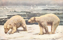 OURS - 2 Ours Blancs Se Balade Sur La Banquise  - Carte Postale Ancienne - Bears