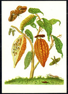 G1968 - TOP Merian Maria Sibylla Künstlerkarte - Kakao Nach Handkollierten Kupferstich - Verlag Seemann DDR - Plantas Medicinales