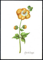 G1972 - TOP Blumenbuch - Pappel - Kunstverlag Dresden DDR - Plantes Médicinales