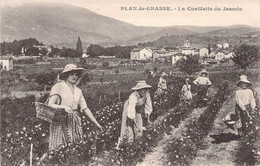 FRANCE - 06 - PLAN DE GRASSE - La Cueillette Du Jasmin - Carte Postale Ancienne - Otros & Sin Clasificación