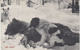 Russia Postcard Bear, Dogs In The Arctic Ca Archangelsk 29.05.1913. (RR154A) - Arctische Fauna