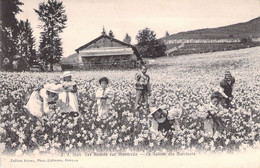 FRANCE - 74 - Les Avants Sur Montreux - La Saison Des Narcisses - Carte Postale Ancienne - Autres & Non Classés