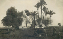 EGYPTE ( Carte Photo)  EDFOU - Edfou