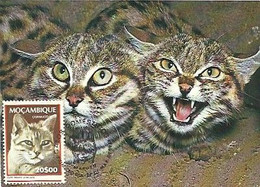 Mozambique  & Maximum Card, Black Footed Cat, Felis Nigripes, Domestic Cats, Maputo 1979 (79799) - Mozambique