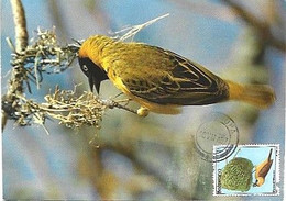 Botswana & Marcofilia, Lesser Masked Weaver, Moshupa A Maputo, Harare, Gaborone, Moçambique 1987 (5567) - Botsuana