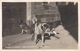 SUISSE - Hospice Du Grand St Bernard - Les Chiens - Carte Postale Ancienne - Berne