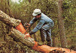 Magescq * Démasclage Du Chêne Liège , Gilbert BERTAILS Artisan Landais Du Liège * Scierie Métier Bois - Sonstige & Ohne Zuordnung