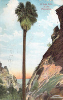USA - ARIZONA - A Ione Palm In The Mountains - Carte Postale Ancienne - Altri & Non Classificati