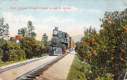 USA - ARIZONA - Train Passing Through Orange Groves In Winter - Carte Postale Ancienne - Other & Unclassified