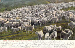 USA - ARIZONA - Herding Angora Goats Out West - Carte Postale Ancienne - Otros & Sin Clasificación