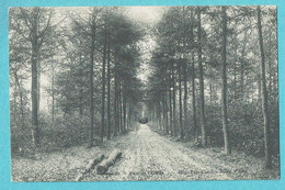 * Ottignies Louvain La Neuve (Brabant Wallon) * (Imp Pap Charlier) Parc, Park, Bois, Allée, Arbres, Old, Rare - Ottignies-Louvain-la-Neuve