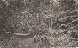 RANMORE - VIEW IN THE WOODS - Surrey