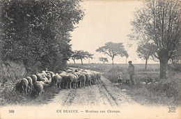 CPA 28 EN BEAUCE MOUTONS AUX CHAMPS / BERGER - Sonstige & Ohne Zuordnung