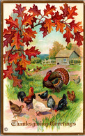 Thanksgiving With Turkeys - Giorno Del Ringraziamento