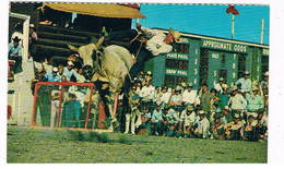 CAN-248  CALGARY : Stampede - Brahma Bull Riding - Calgary