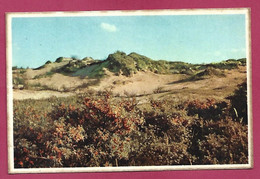 Dunes Et Argousiers (plante Médicinale) 2scans - Heilpflanzen