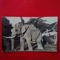 CARTE PHOTO ELEPHANT ASIE ? - Éléphants