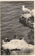 PUFFIN ISLAND - THE LOOKOUT - Anglesey