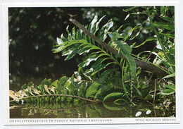 AK 121931 COSTA RICA - Stirnlappenbasilisk Im Parque Nacional Tortuguero - Costa Rica