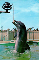Dolphin Trained Porpoise Ringing School Bell Marineland St Augustine Florida - Dauphins