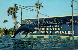 Dolphins Trained Porpoises Perform Triple Hoop Jump At Marineland Of Florida - Dauphins